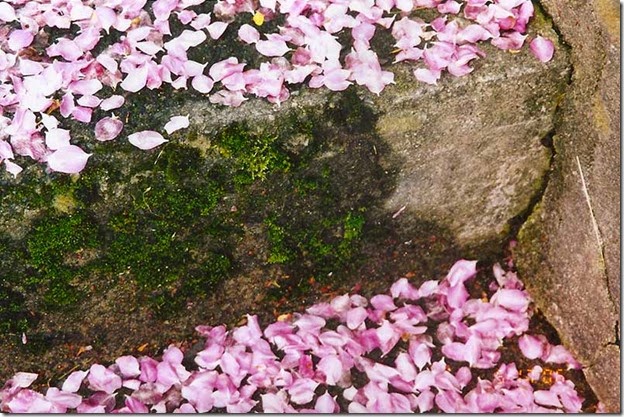 CrabappleBlossoms1