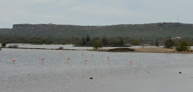 Jan Kok Flamingo Curacao