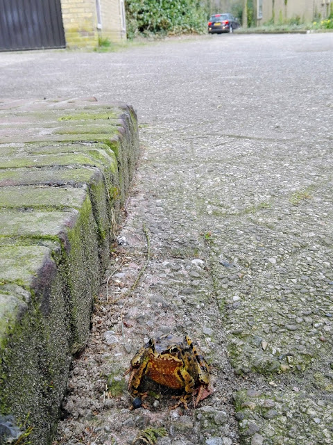 Kikker op oprit naar garage.