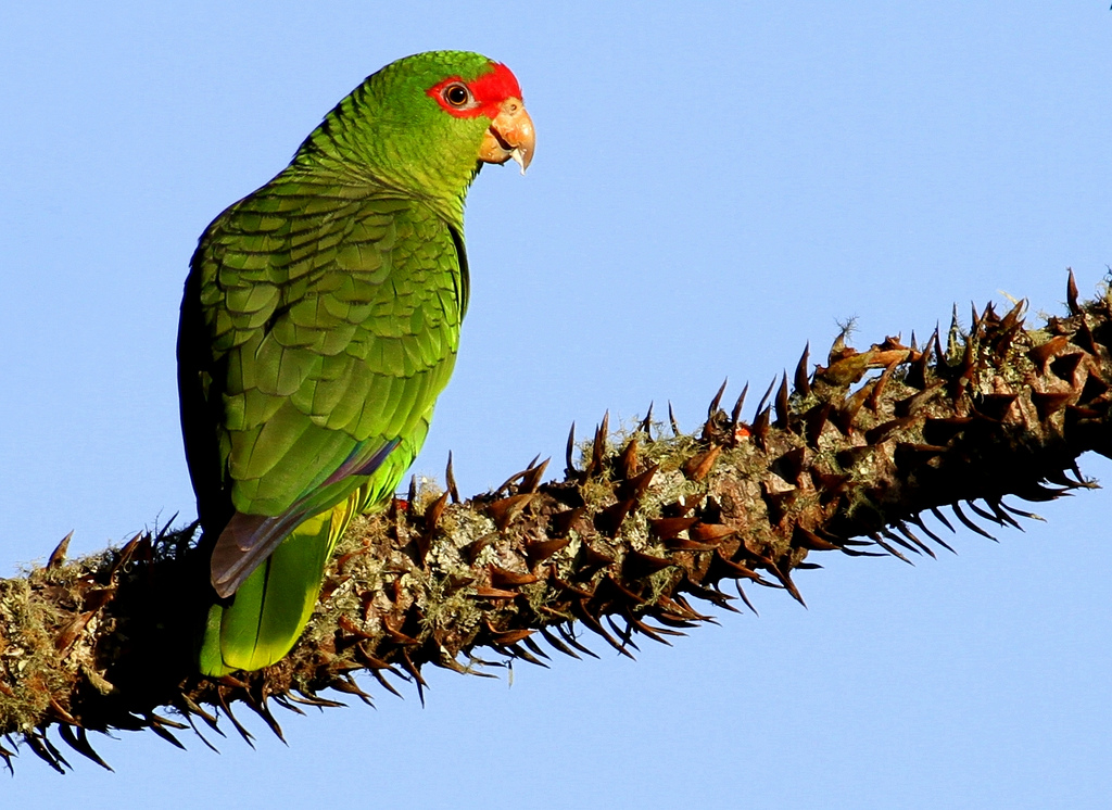 Papagaio-Charão (Amazona pretrei)