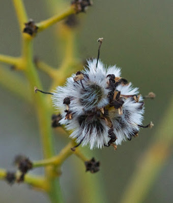 Blueboy (Stirlingia latifolia)