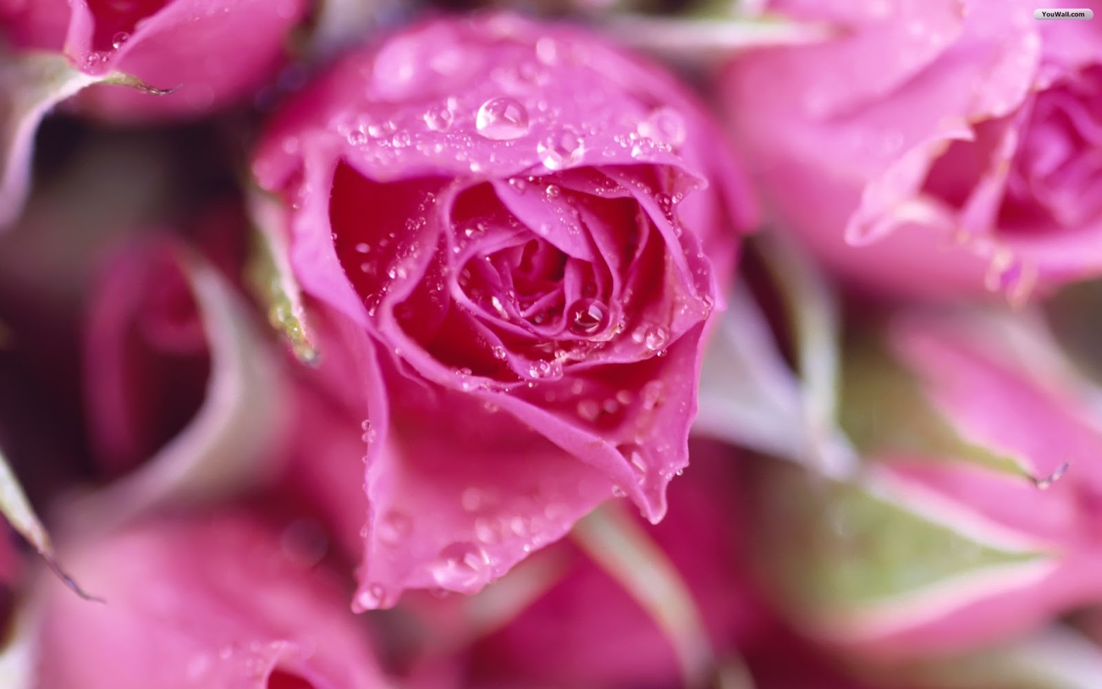 Beautiful Rose Flowers And Amizang Wallpapers
