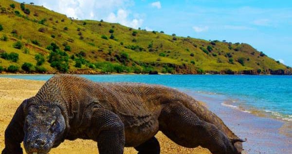 Berwisata Binatang  Purba  di  Pulau  Komodo Kamera Budaya