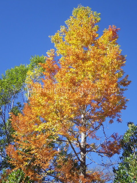 Wuling Farm maple autumn foliage