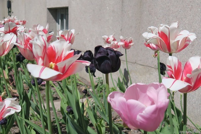 Black Tulips at Prins Eugen’s Waldemarsudde.