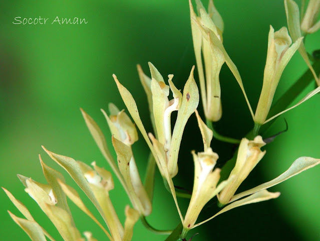 Cremastra appendiculata