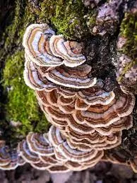 Mushroom Cultivation Training In Wardha