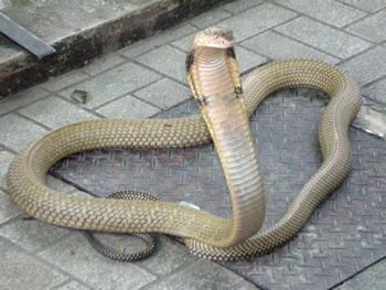 serpiente cobra