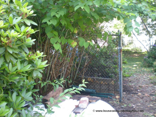 Plants Gone Wild: AFTER -You can actually see into my backyard from the front of the house now.  If you look at the BEFORE photo above, you couldn't even see the gate opening.  Wow.