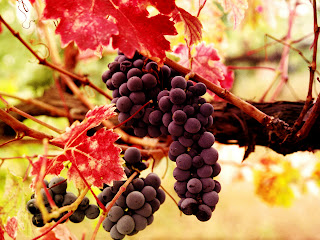 Bunches of Dark Grapes and Red Leaves HD Wallpaper