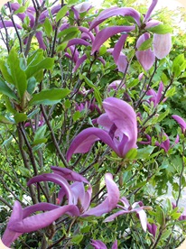 Magnolia