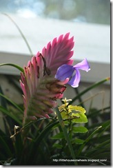 butterfly house (5)