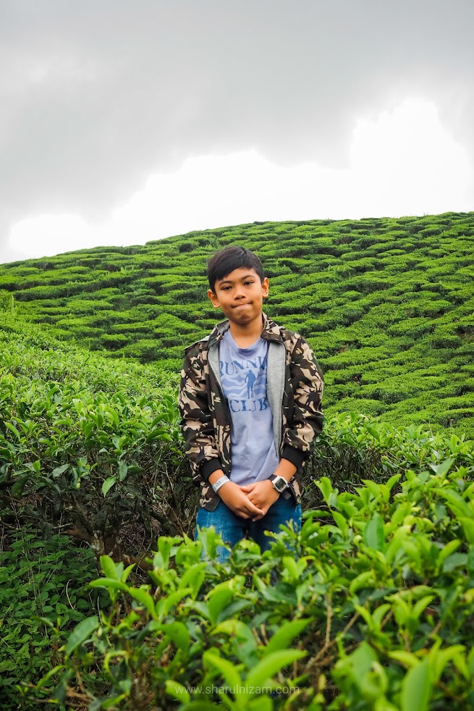 Naik Tram Keliling Ladang Teh Di Cameron Valley Tea House 1