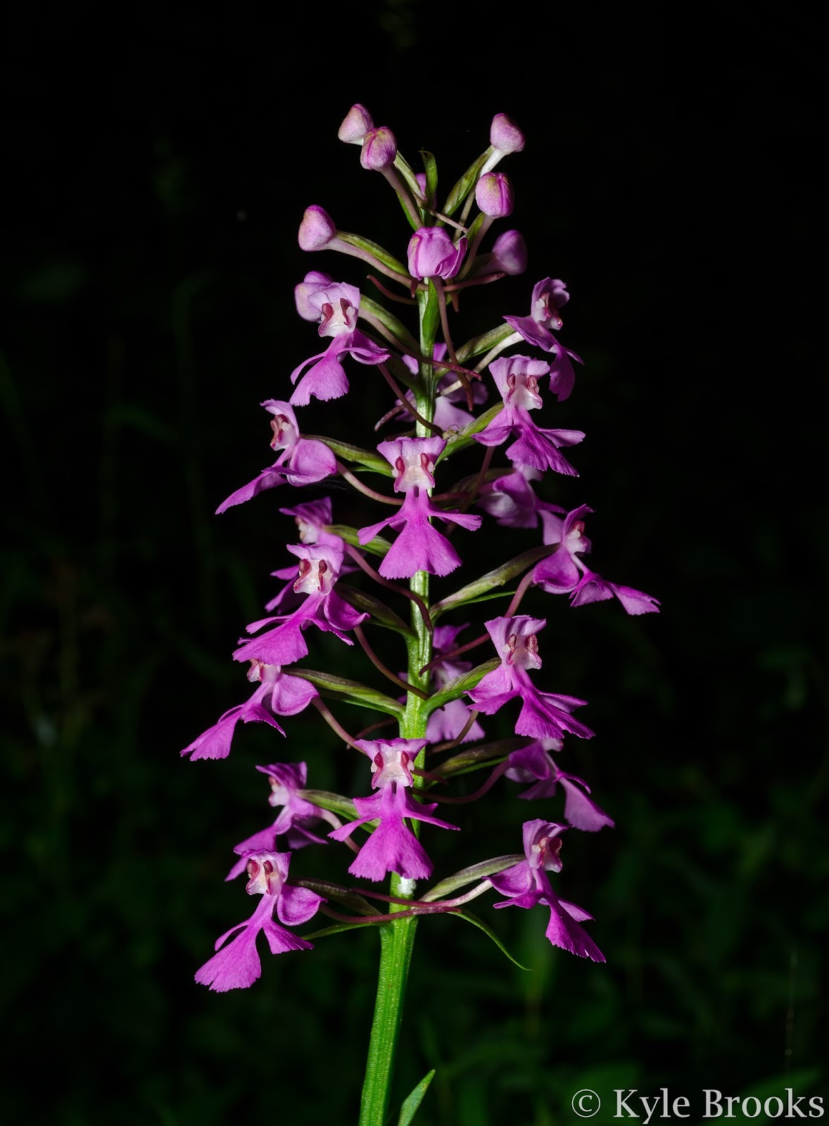 Orchid Species