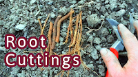 root cuttings