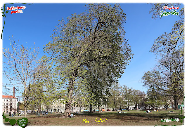 Fint når det våres i Sofienbergparken på Grünerløkka i Oslo!