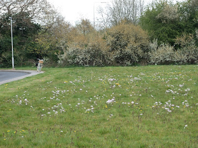 Ladies smock and dandelions in the verge at Lowfields Avenue, Eastham