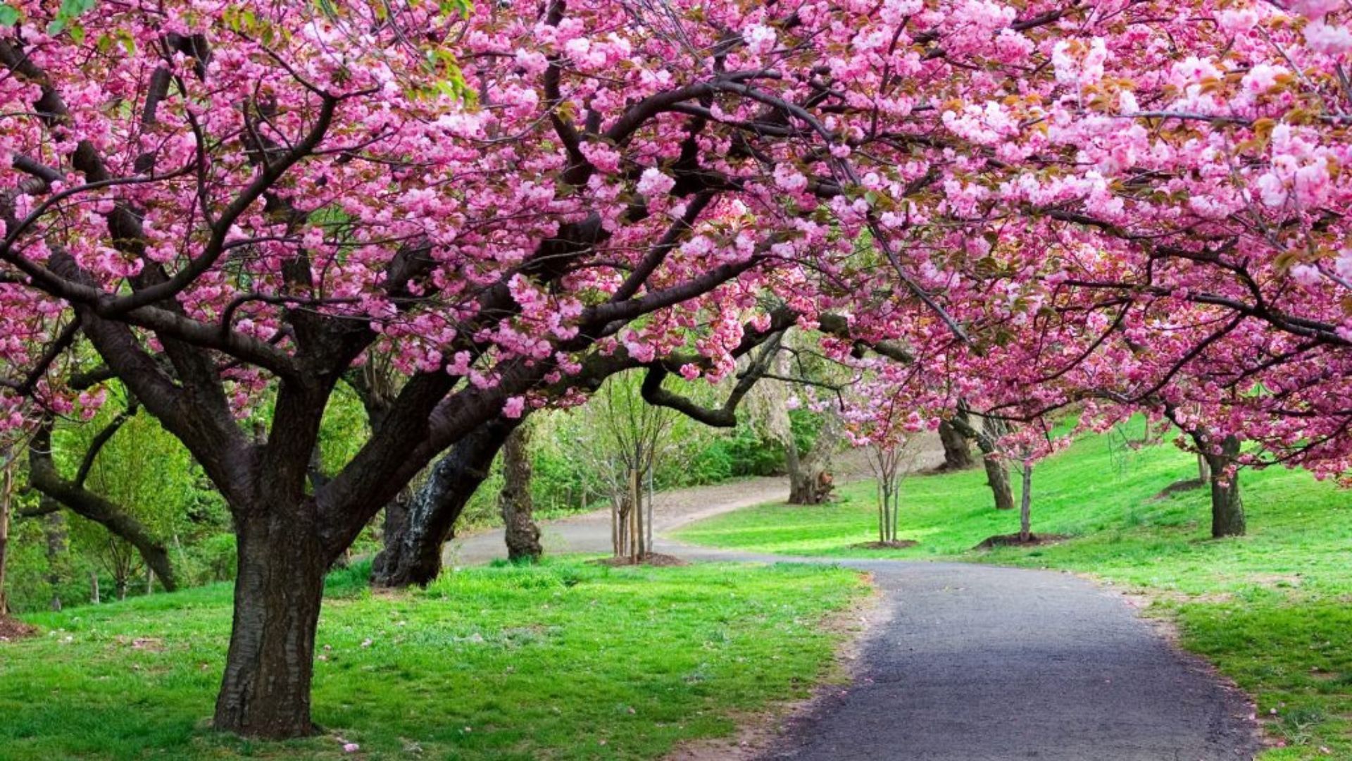 Taman bunga sakura Cibodas cocok dijadikan spot foto prewedding