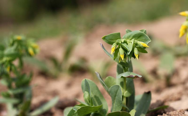 Cerinthe Minor Flowers Pictures