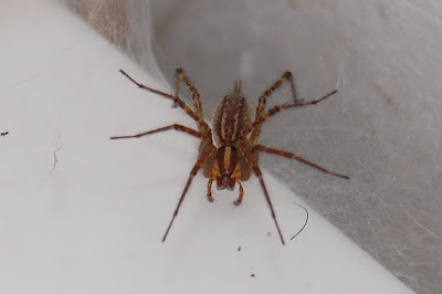 Spider on sink.