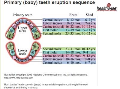 Baby Born  Teeth on In Some Rare Cases A Baby May Be Born With Teeth Called Neonatal Teeth