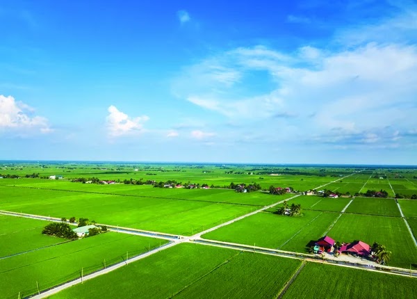 Sekinchan Paddy Field Sabak Bernam