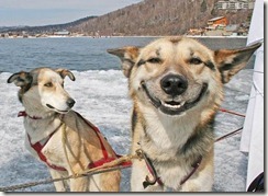 HappyGoLuckyDog