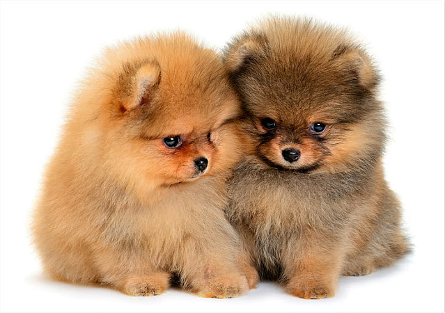 Cute Puppies Wallpaper