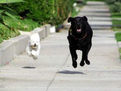 Funny Picture : Running Dogs