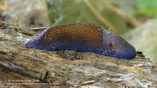 Bielzia coerulans DSC83882