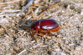 escarabajo-rinoceronte-menor-phyllognathus-excavathus-hembra-