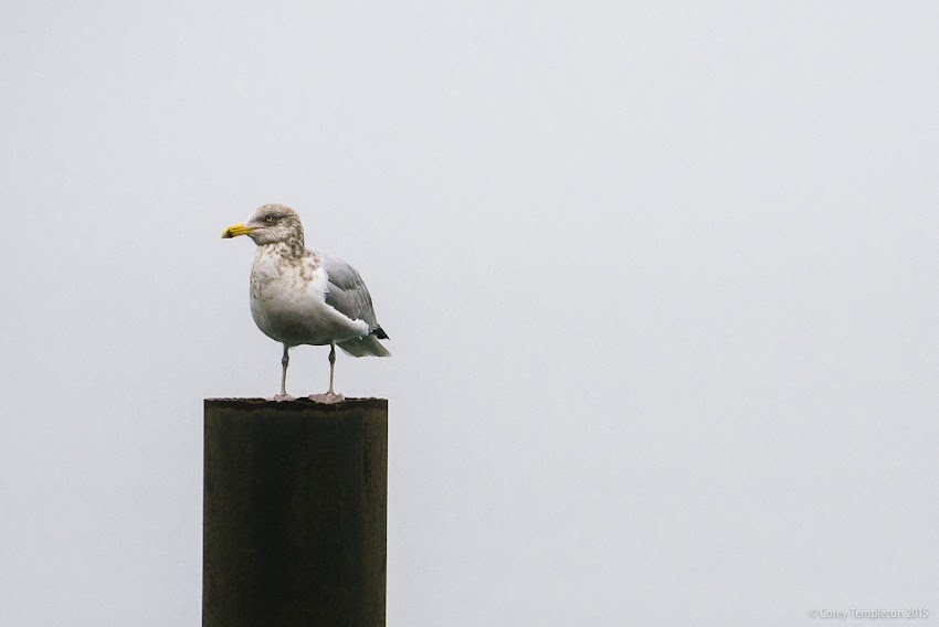 Portland, Maine USA December 2015 Photo by Corey Templeton of Casco Bay Seagull bird