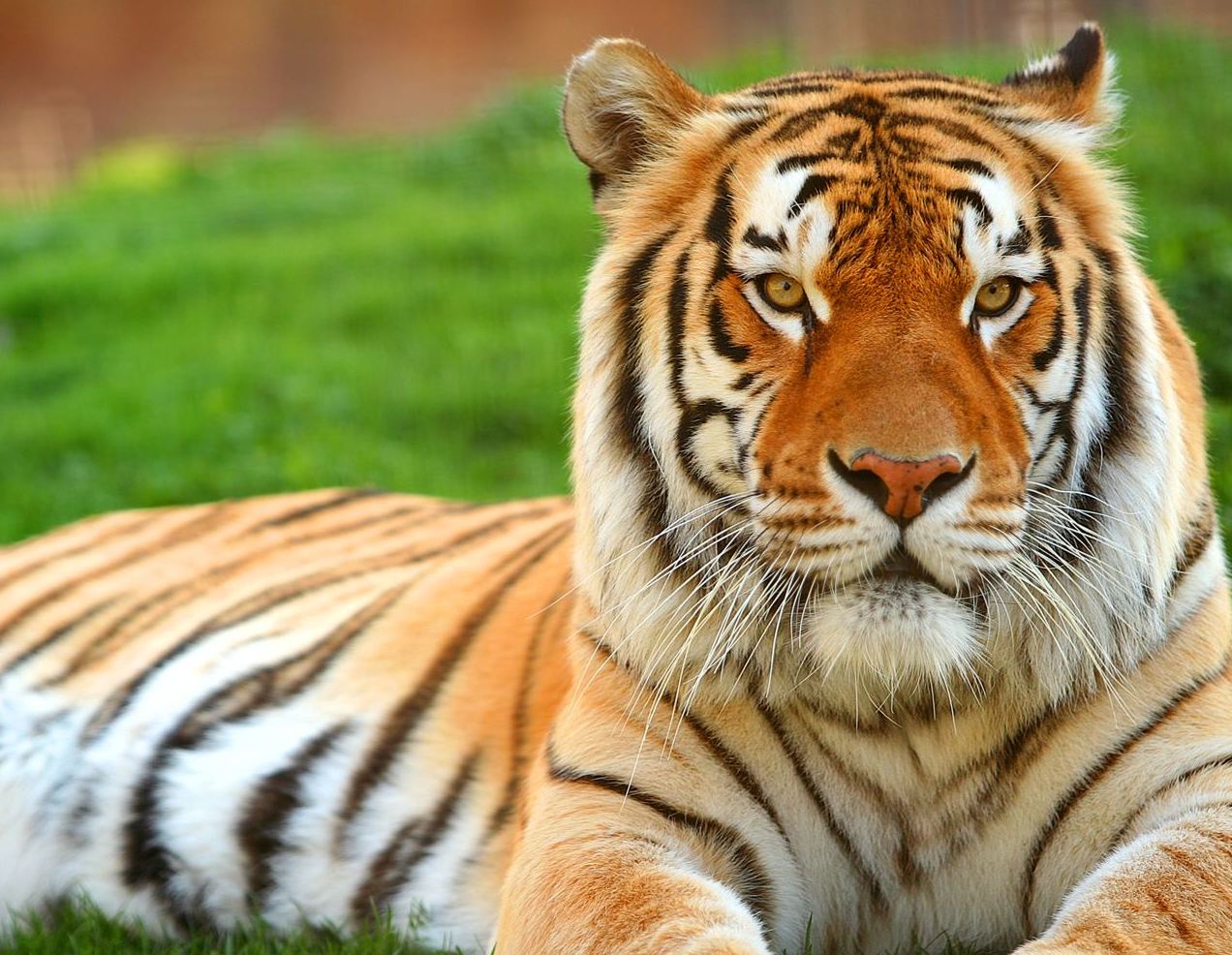 best size of Tiger Wallpaper and Desktop tiger wallpapers here in Hd ...