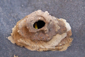 How wasps build their nests, wasp nest, how wasps make nests