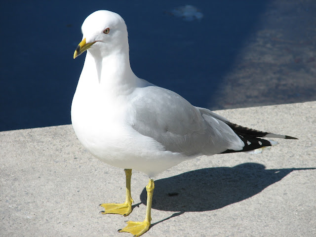 gull wallpaper,gull images;gull photo,gull picture,beautiful gull,cute gull,Pacific Gull, Larus pacificus, Belcher's Gull, Larus belcheri, Olrog's Gull, Larus atlanticus Black-tailed Gull, Larus crassirostris ,Heermann's Gull, Larus heermanni,Common Gull or Mew Gull, Larus canus,Ring-billed Gull, Larus delawarensis,California Gull, Larus californicusGreat Black-backed Gull, Larus marinus,Kelp Gull, Larus dominicanus, (called "Southern Black-backed Gull" or "Karoro" in New Zealand),Cape Gull, Larus dominicanus vetula,Glaucous-winged Gull, Larus glaucescens,Western Gull, Larus occidentalis,Yellow-footed Gull, Larus livens,Glaucous Gull, Larus hyperboreus,Iceland Gull, Larus glaucoides,Kumlien's Gull, Larus glaucoides kumlieni Thayer's Gull, Larus thayeri,European Herring Gull, Larus argentatus,Heuglin's Gull, Larus heuglini,American Herring Gull,Larus smithsonianus,Yellow-legged Gull,Larus michahellis,Caspian Gull, Larus cachinnans,East Siberian Herring Gull, Larus vegae,Armenian Gull,Larus armenicus,Slaty-backed Gull,Larus schistisagus,Lesser Black-backed Gull,Larus fuscus,White-eyed Gull,Ichthyaetus leucophthalmus,Sooty Gull,Ichthyaetus hemprichii,Great Black-headed Gull,Ichthyaetus ichthyaetus,Audouin's Gull, Ichthyaetus audouinii,Mediterranean Gull, Ichthyaetus melanocephalus,Relict Gull, Ichthyaetus relictus,Dolphin Gull, Leucophaeus scoresbii,Laughing Gull, Leucophaeus atricilla,Franklin's Gull, Leucophaeus pipixcan,Lava Gull, Leucophaeus fuliginosus,Gray Gull, Leucophaeus modestus,Silver Gull, Chroicocephalus novaehollandiae,Red-billed Gull, Chroicocephalus scopulinus,Hartlaub's Gull, Chroicocephalus hartlaubii,  Brown-hooded Gull, Chroicocephalus maculipennis,Gray-hooded Gull, Chroicocephalus cirrocephalus,Andean Gull, Chroicocephalus serranus,Black-billed Gull, Chroicocephalus bulleri,Brown-headed Gull, Chroicocephalus brunnicephalus,Black-headed Gull, Chroicocephalus ridibundus,Slender-billed Gull, Chroicocephalus genei,Bonaparte's Gull, Chroicocephalus philadelphia,