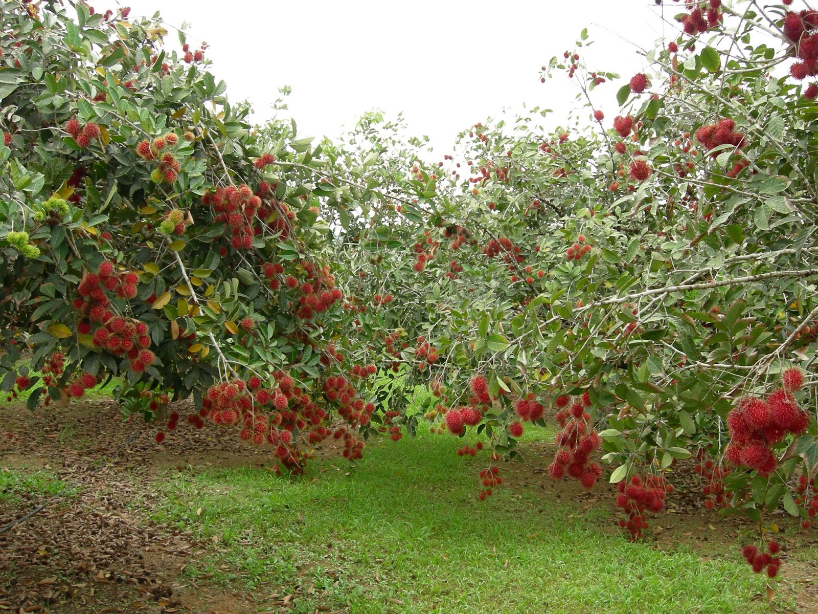 EKOGEO RAMBUTAN BUAH ASLI INDONESIA