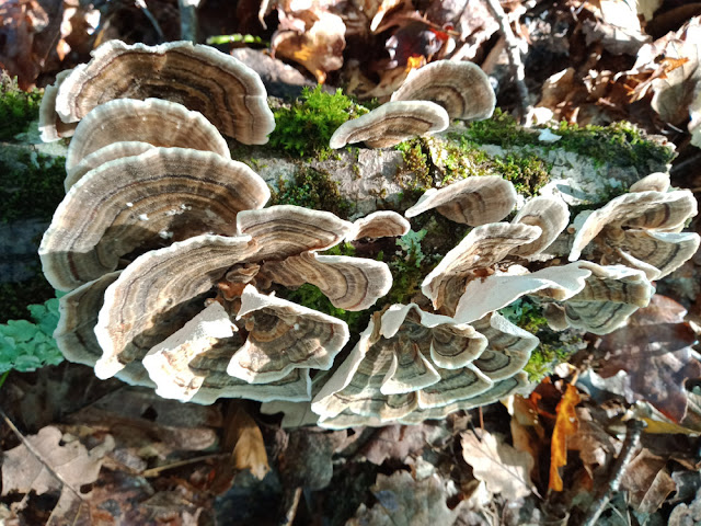 Turkey Tail bracket fungus Trametes versicolor, Indre et Loire, France. Photo by Loire Valley Time Travel.