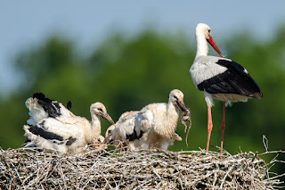 Wildlifefotografie Weißstorch Jungstörche Lippeaue Olaf Kerber