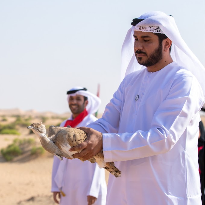 International Fund for Houbara Conservation releases 51 houbaras to celebrate UAE’s 51st National Day 