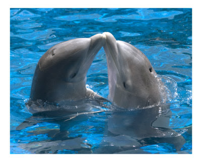 Love of Dolphins