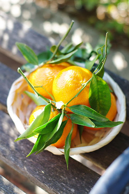 Citrus from my garden