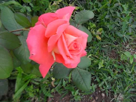 Cuando llegue, me espera esta bella flor que se la regalo a  Virgen Milagrosa y su hijo NAZARENO  de San Pablo Venezuela, Caracas