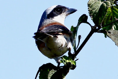 "A Bay-backed Shrike (Lanius vittatus) sits on a shrub. Small passerine with a striking bay back and black mask. Resting on a branch in a natural setting, showcasing its stunning plumage and distinguishing traits."