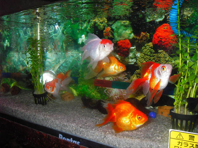 INTI SARI Yuks Pelihara Ikan  Hias Air Tawar di  Aquarium 