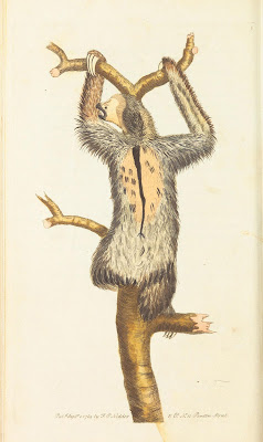 three-toed sloth, Frederick P. Nodder, 1789