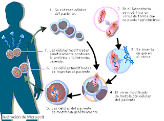 Manipulacion Genetica Humana Ventajas Desventajas Y Controversias