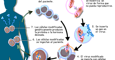 Manipulacion Genetica Humana Ventajas Desventajas Y Controversias