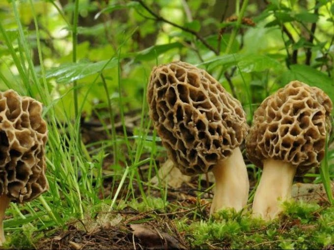 Gucchi mushroom price in India 2021 | Mushroom price in India | Mushroom supply | Mushroom price | Biobritte mushroom shop online