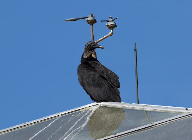 American Black Vulture - Merritt Island, Florida