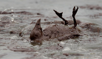 Bird, covered in oil, flails on its back